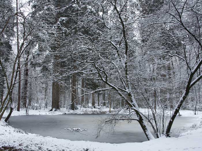 haardhout terra nova bosvijver